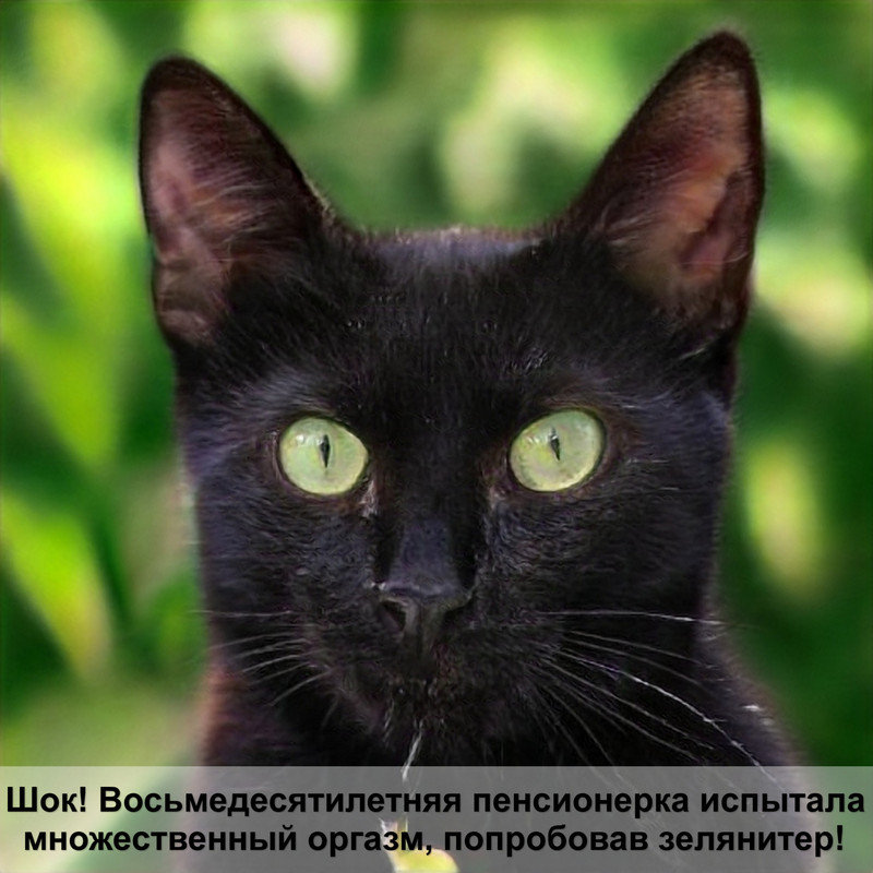 норвежская кошка черепахового окраса