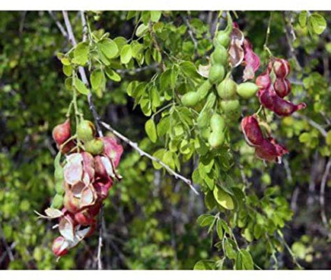 51LaBUg0gyL._AC_SY400_