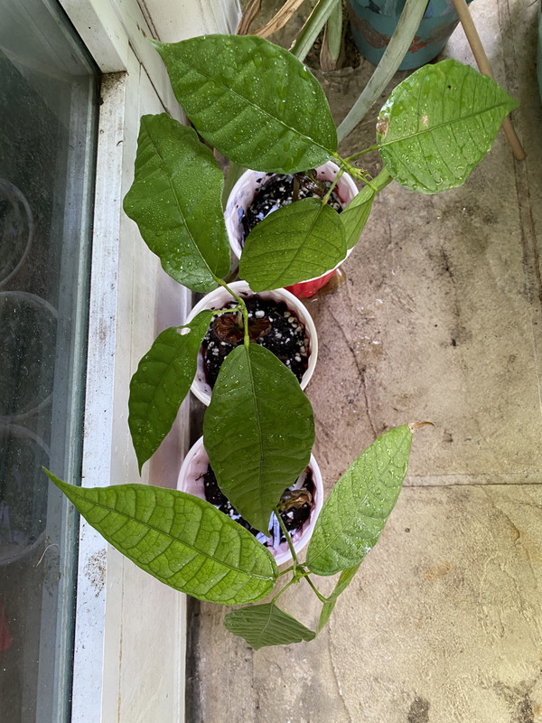 CacaosPentagonaPorcelanaR1Aug2021