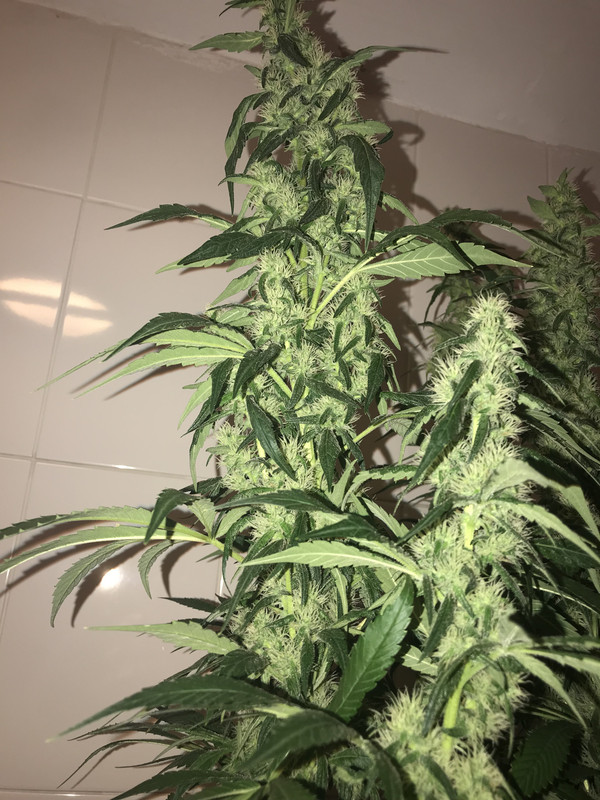 9A3BD782-A367-4988-ADB2-DA6AF74434E7