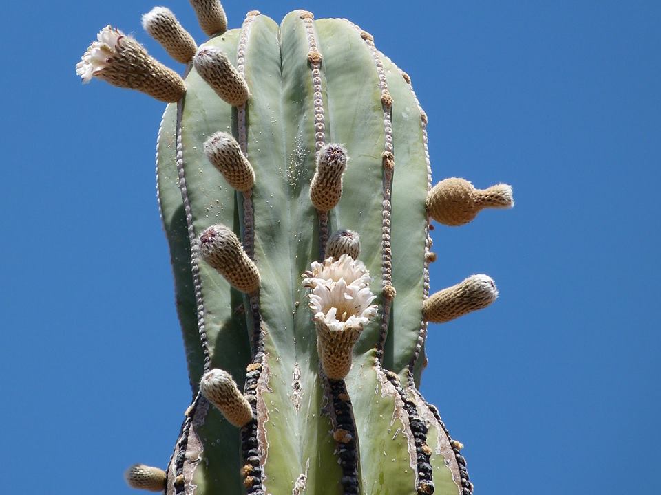 Cardon flower