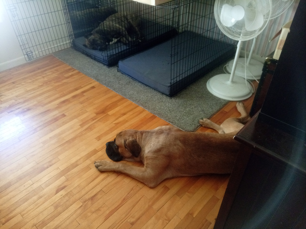 dogs.jpg