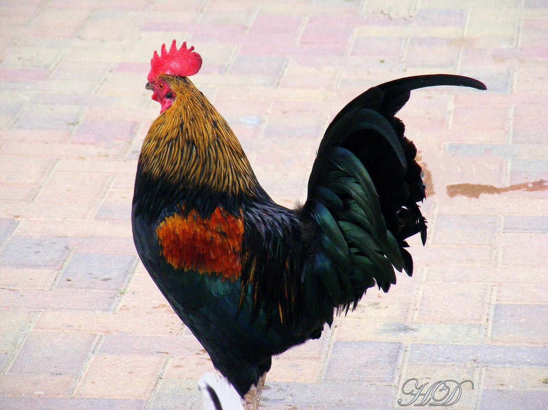 rooster-spain-HD.jpg