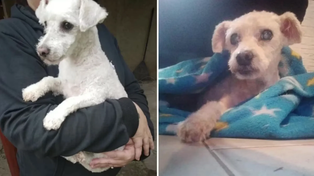 Llevó a su perro a la peluquería, le devolvieron otro y se dio cuenta horas después