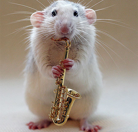 [Image: rat2.jpg]