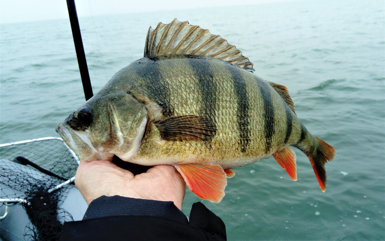 DSC_1001 — копия