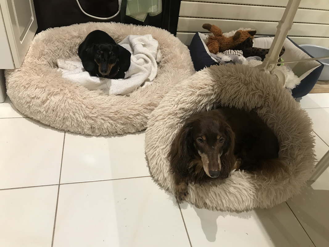 [Image: D6-E3-B1-CA-154-C-4339-959-B-2-FB03-CA6-A876.jpg]