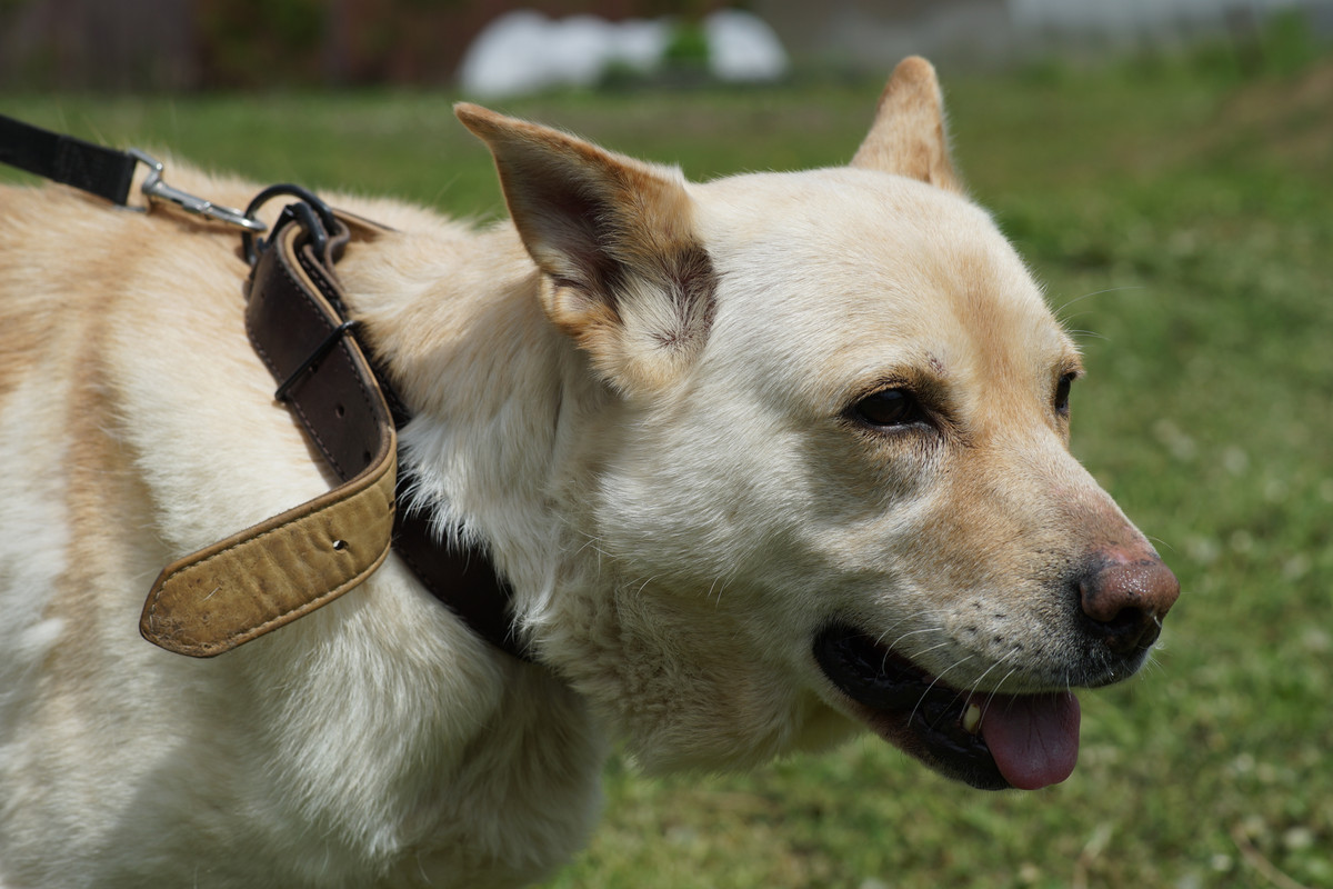 БорисовСобачка (2)