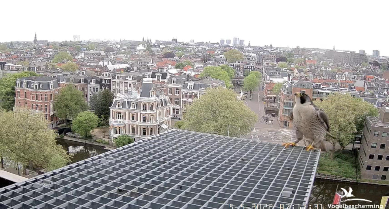 Amsterdam/Rijksmuseum screenshots © Beleef de Lente/Vogelbescherming Nederland - Pagina 31 Video-2022-05-05-072029-Moment-2