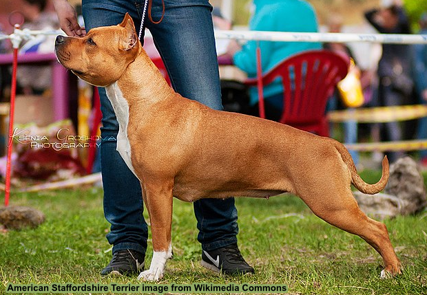 American Staffordshire Terrier Umbrella American Staffordshire Terrier Umbrella