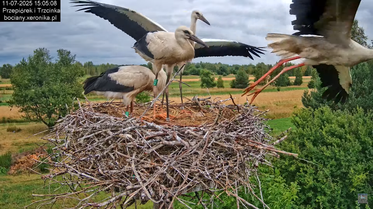 11072025bociany38