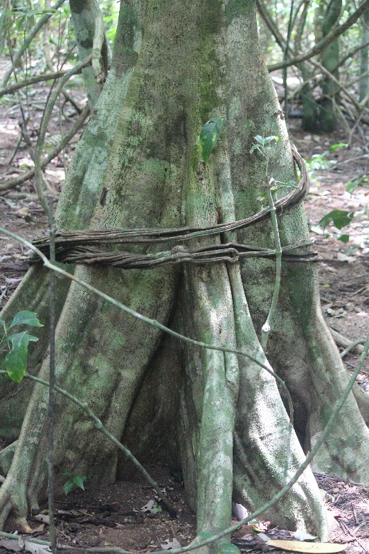 DIA 13: EXCURSIÓN DE UN DÍA A CORCOVADO - DE TORTUGAS Y PEREZOSOS. COSTA RICA 2019 (45)