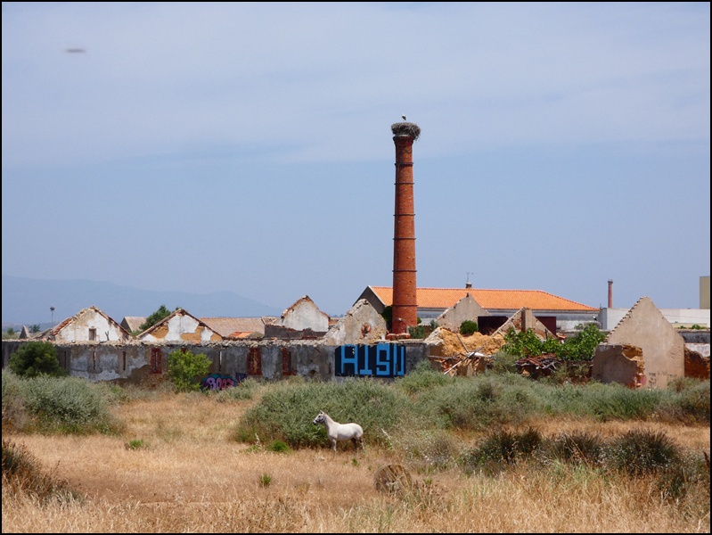 Ferragudo-storks (2)