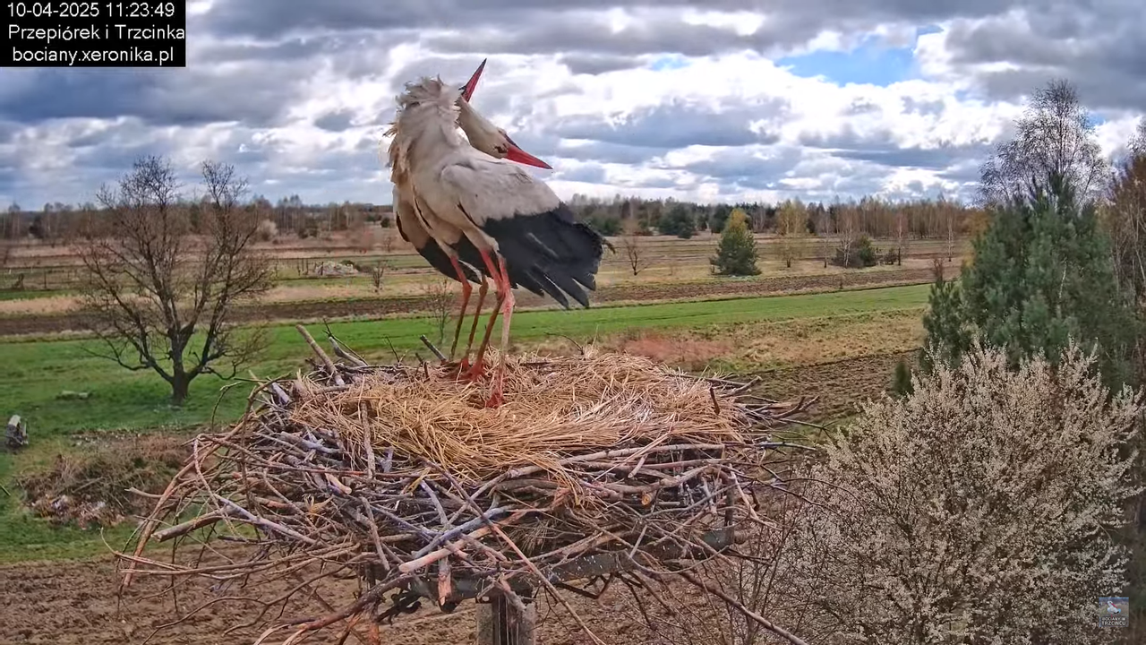 10042025bociany (33)