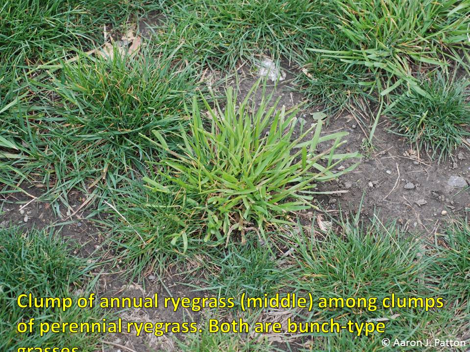 Annual Ryegrass