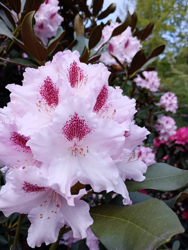 Rhododendron-Blüte; Palmengarten 29.4.2024