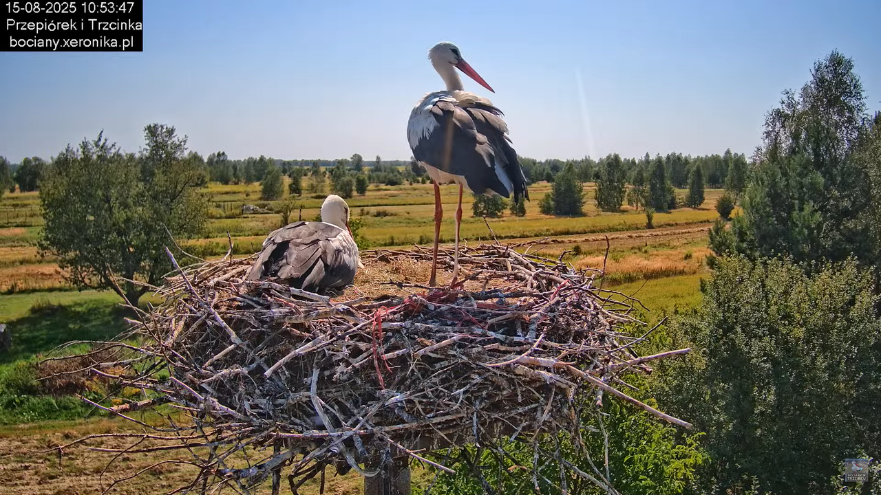 15082025bociany21