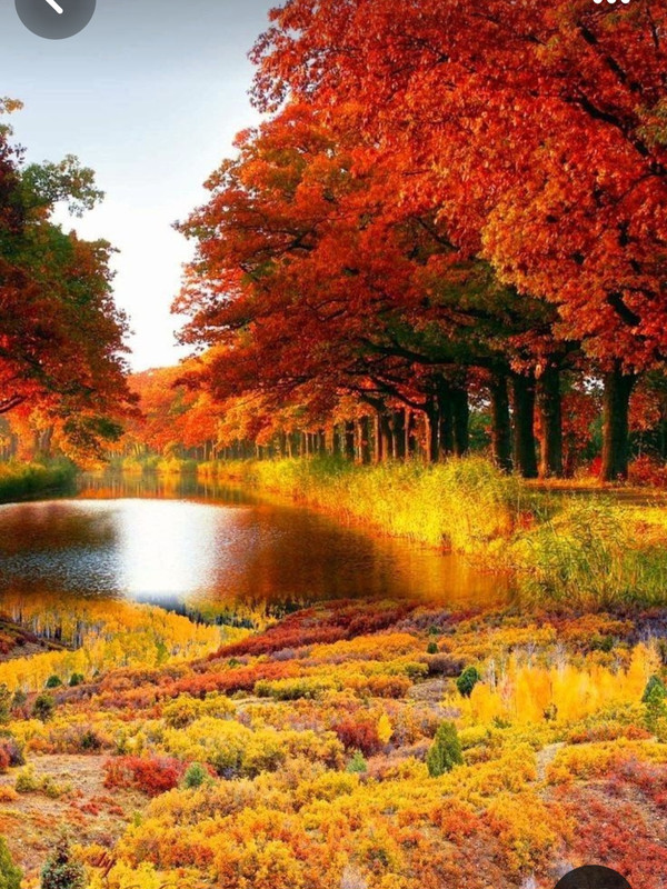 Screenshot_20231115_204649_Pinterest