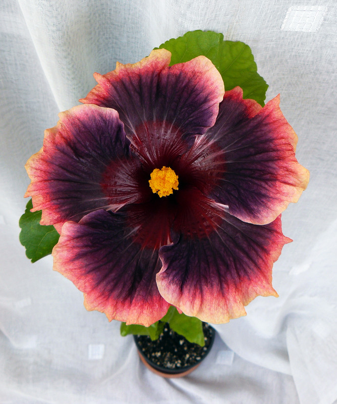 Petar's Black Diamond - HVH Thunderhead  x  Taiwan Dark King 14, 7.4.2023 first bloom, afternoon
