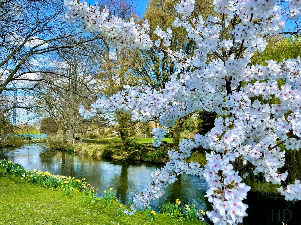 canal-snowdrops-HD.jpg