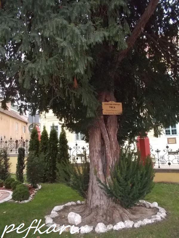 Slika