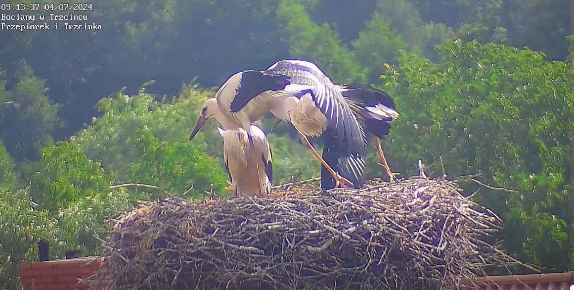 bocianiajogarazydwa