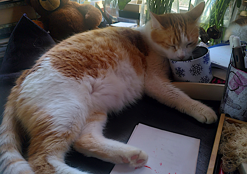 chat endormi sur un pot