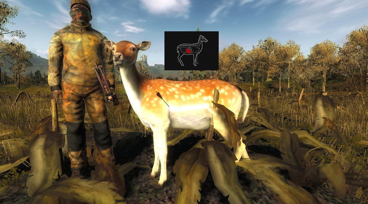 Fallow stomach shot2