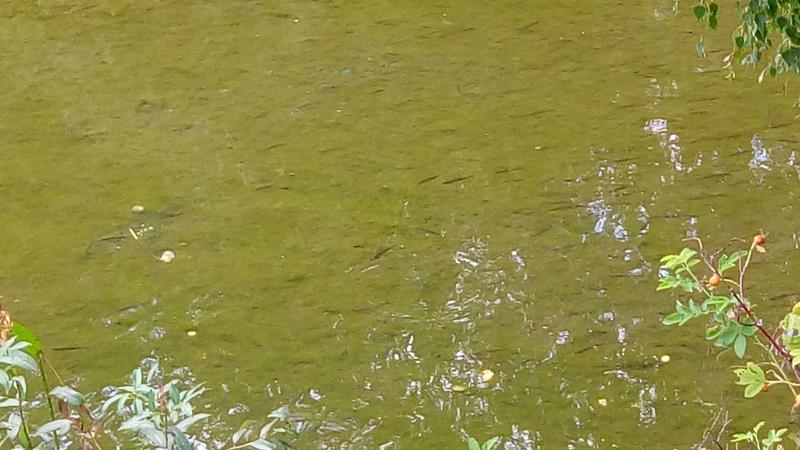 P_20180817_122658[1]