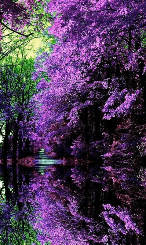 purple-japanese-garden.jpg