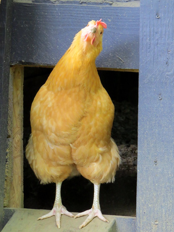 yellowchicken.jpg
