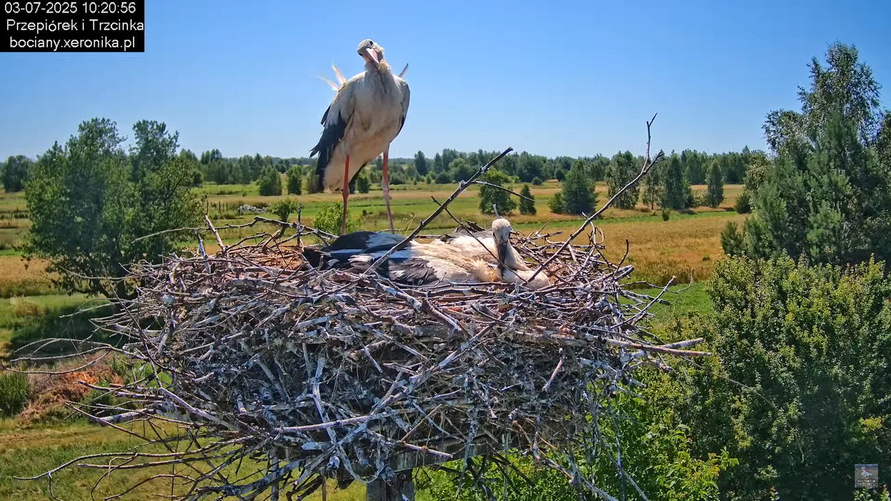 03072025bociany28