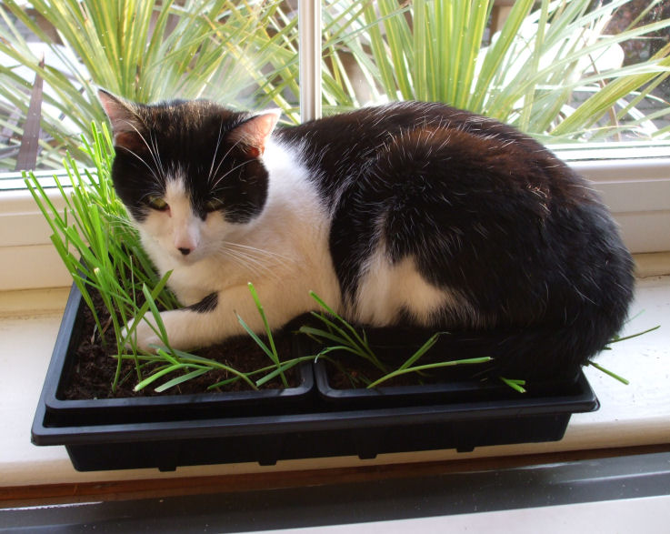 [Image: algy-cat-grass.jpghttp:]