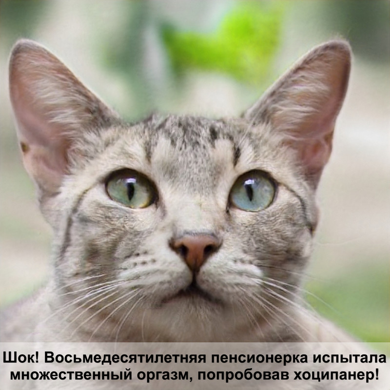 корм для кошек гурме