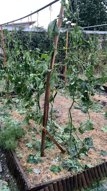 2DF10ABD-A9F4-46D2-9665-0788585EA370