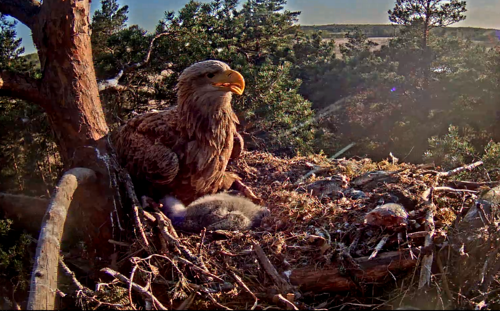 Képernyőkép – 2018-05-09 19-07-48