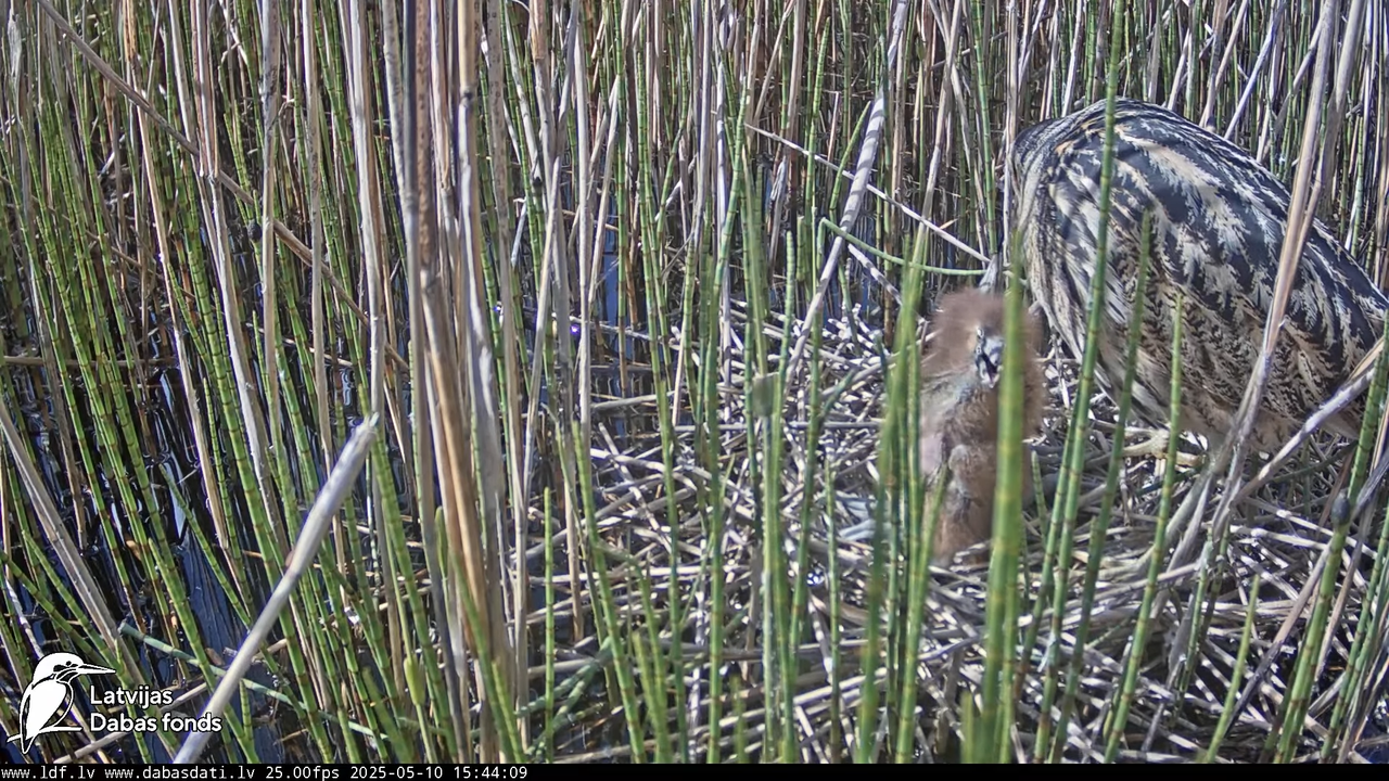 LDF Lielais dumpis (Botaurus stellaris) Zemītes pagastā 12-46-29 screenshot