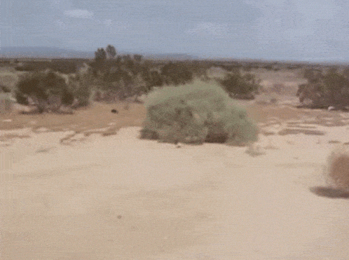 IMG-0733.gif