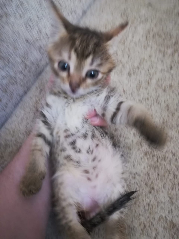 WhatsApp Image 2020-05-08 at 21.21.11 (1)