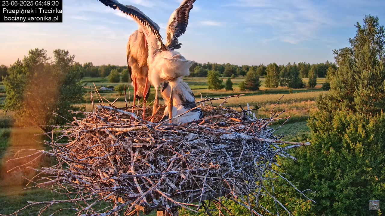 23062025bociany5
