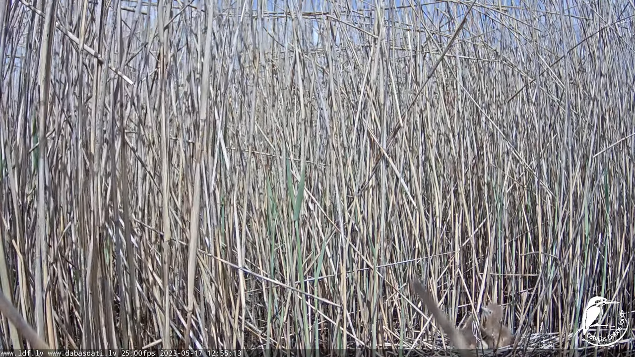 Lielais dumpis (Botaurus stellaris) Engurē - LDF tiešraide 14-29-8 screenshot