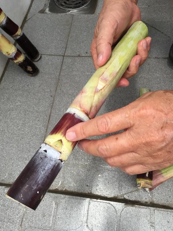 bud-on-sugar-cane.jpg