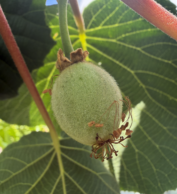 kiwi