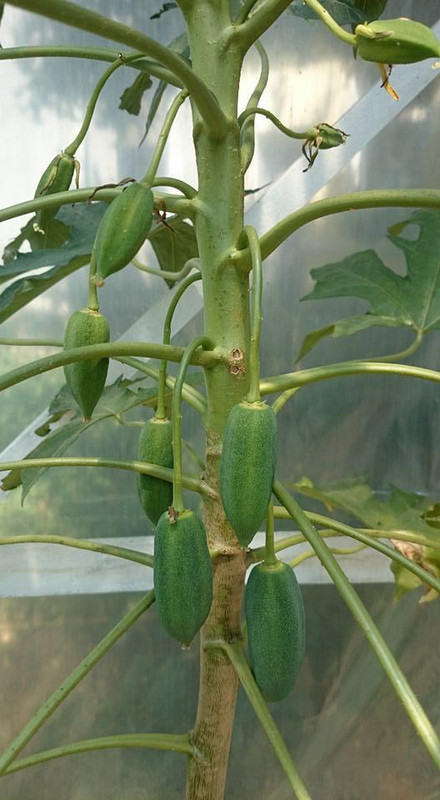 20799358_1579565285399292_7133427601395688165_n