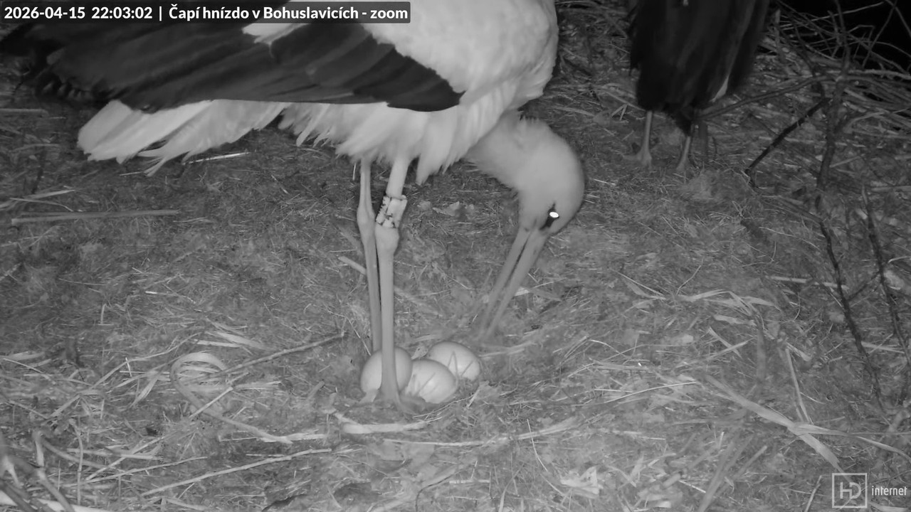 Tiešraide no stārķa skursteņa Bohuslavicē netālu no Trutnovas 4K (tuvināms) 12 52 2 screenshot