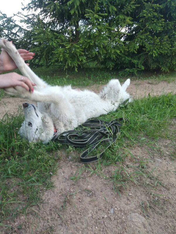 изображение_viber_2020-06-13_00-24-07