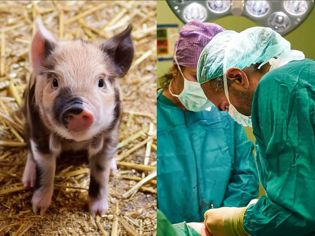 ¡Histórico! Trasplantan con éxito riñón de cerdo a un hombre en Boston