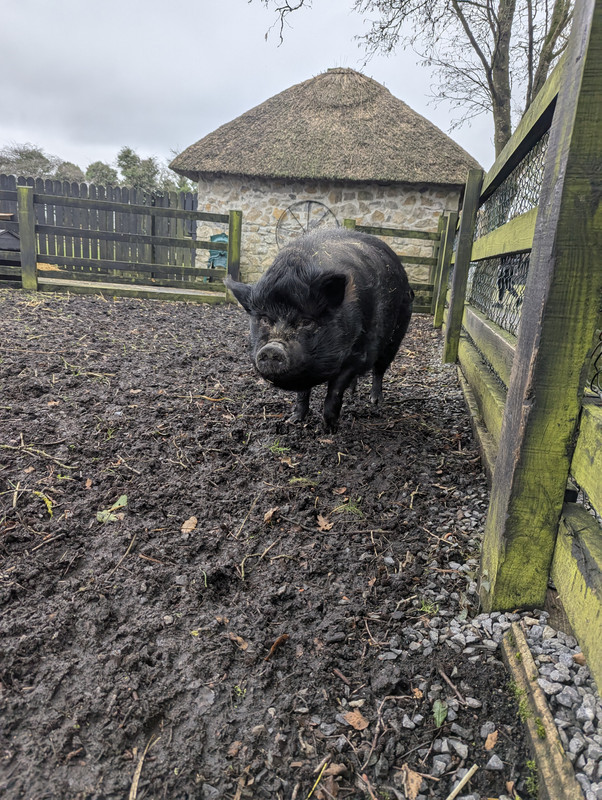 PXL_20250202_131306241.NIGHT