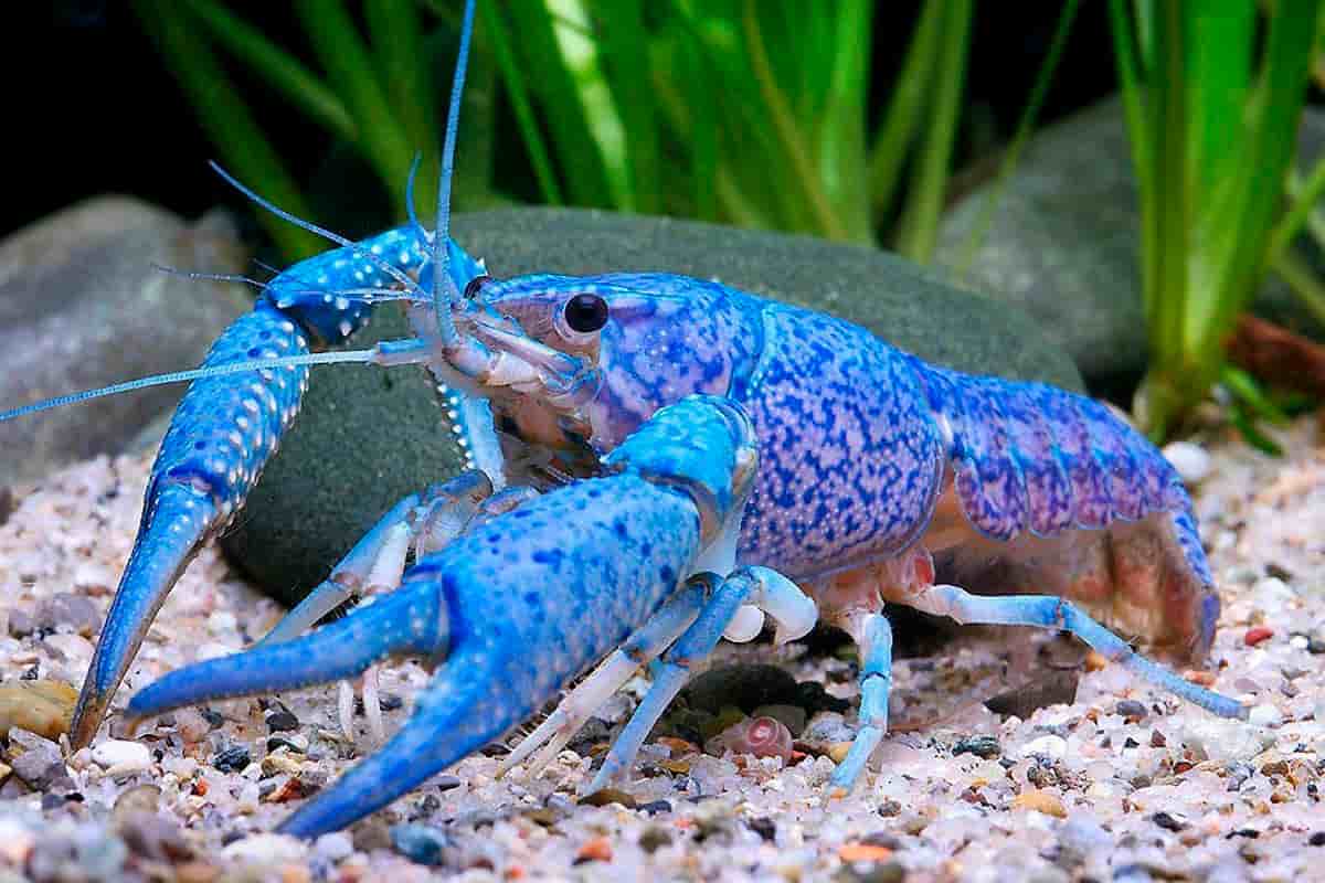 Procambarus-alleni-Blue-crayfish-1.jpg