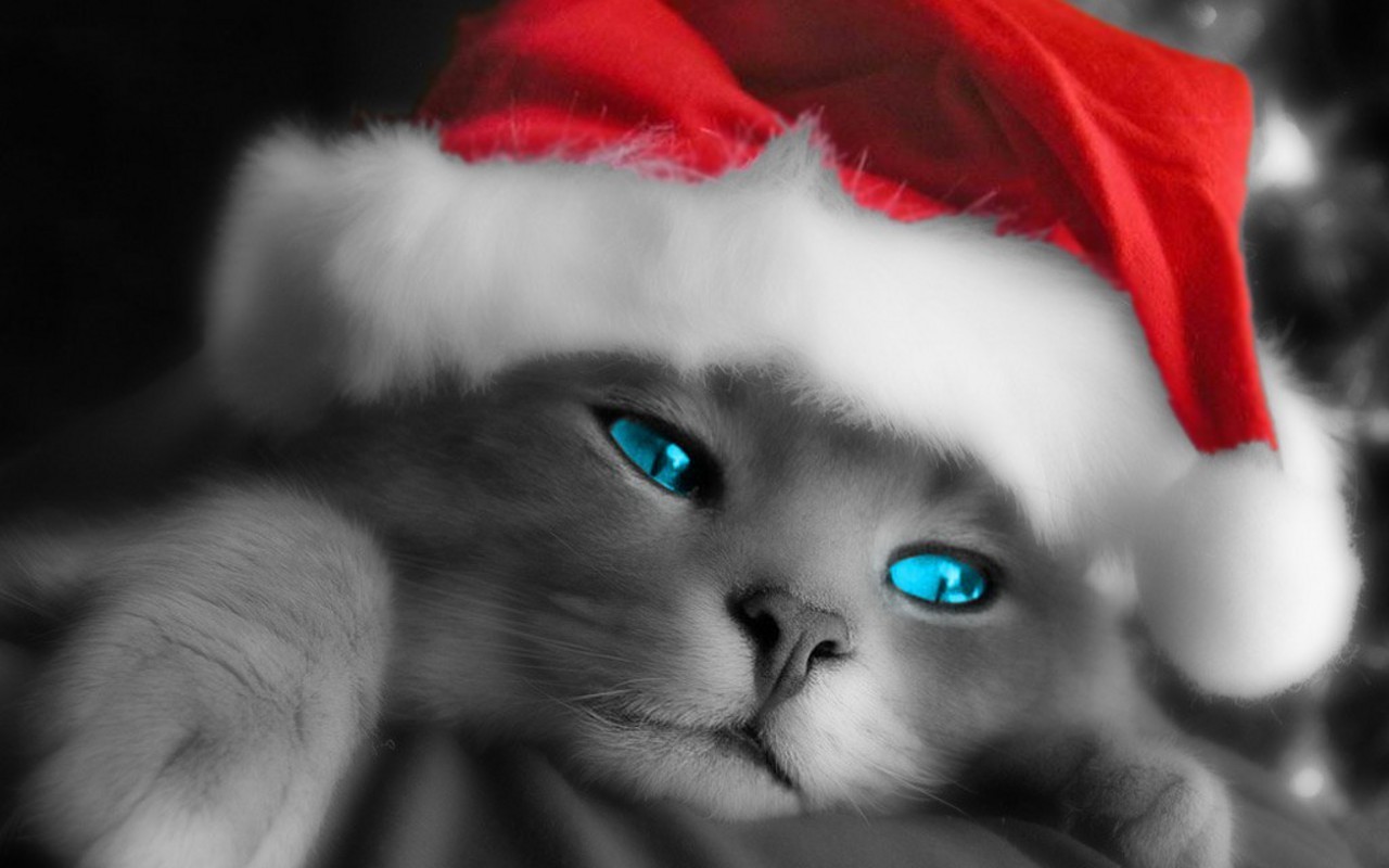Christmas-Kitty2.jpg